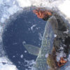 ice