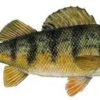 Winter Perch Bonanza, Fish Delavan Lake perchfish