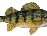 perchfish