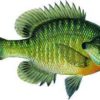bluegill_imagefull